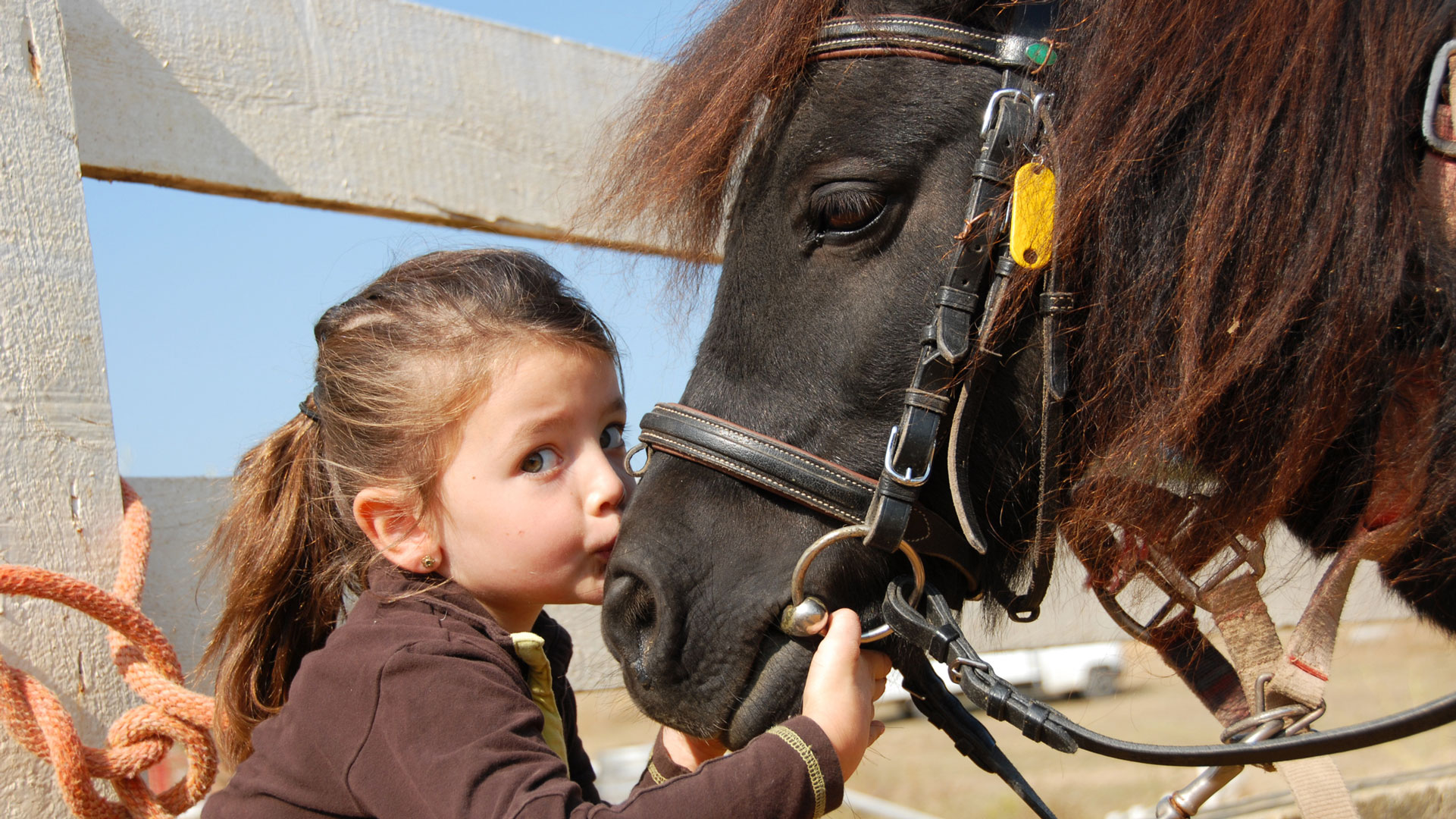 Little girl and a horse